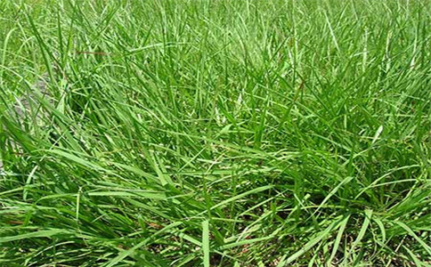 边坡绿化种子黑麦草种植注意事项